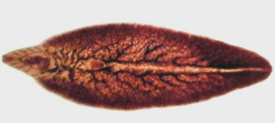Halom szalonna